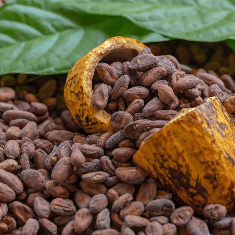 pro_562_Cocoa.jpg